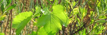 Etude de classement de site du vignoble de Patrimonio