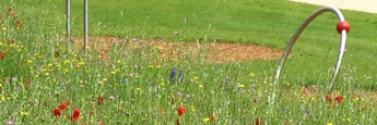 Projet de paysage à l'échelle des parcs et jardins